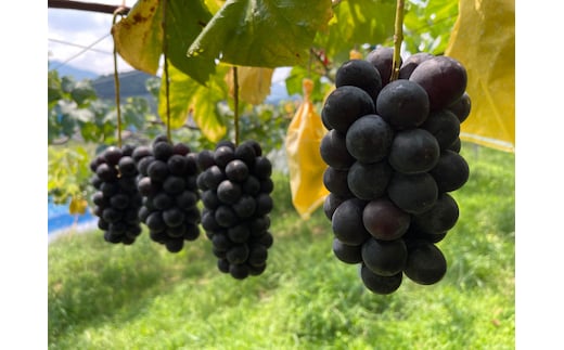 ［先行予約］和歌山 有田産 種なし BKシードレス 約1kg 2～3房 ［2026年8月下旬より順次発送予定］