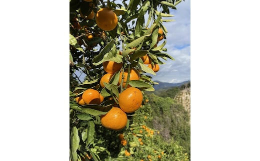 和歌山県産 有田みかん 5kg