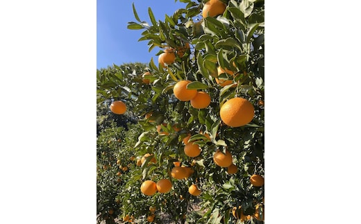 和歌山県産 清見オレンジ 5kg