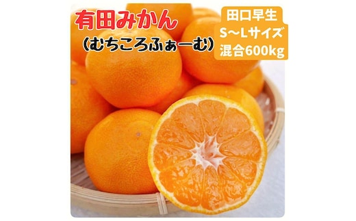 有田みかん 早生S～Lサイズ混合 約600kg