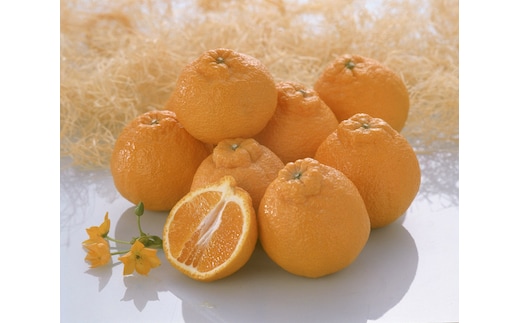 【2026年4月より出荷】則村園産 不知火 約1.5kg 5～7個