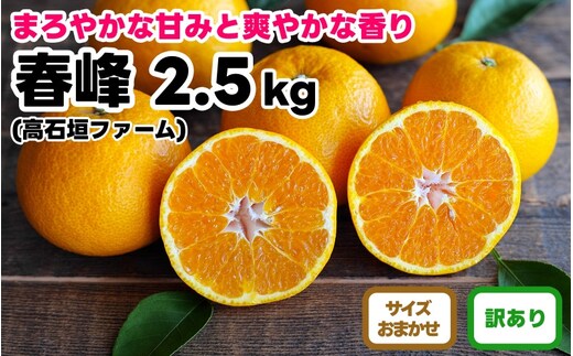 訳あり 春峰 2.5kg M～2Lサイズおまかせ 高石垣ファーム