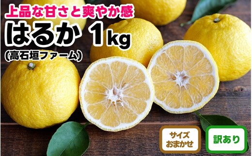 訳あり はるか 1kg M～2Lサイズおまかせ 高石垣ファーム