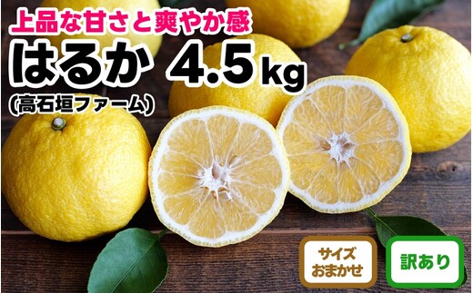 訳あり はるか 4.5kg M～2Lサイズおまかせ 高石垣ファーム