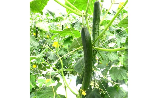 美浜町産 松きゅうり◇※2025年11月上旬～2026年6月下旬頃に順次発送予定