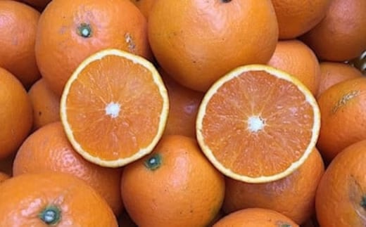 和歌山県産 有田の清見 約5kg 家庭用 ※2026年3月上旬～4月下旬頃に順次発送予定 ※北海道・沖縄・離島への配送不可