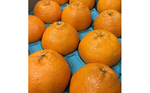 和歌山産 不知火 【12玉～20玉】 秀品 ※2026年2月上旬～4月下旬頃に順次発送予定 ※北海道・沖縄・離島への配送不可