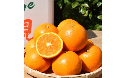 和歌山県産 有田の清見 約5kg 秀品 ※2026年3月上旬～4月下旬頃に順次発送予定 ※北海道・沖縄・離島への配送不可