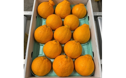 和歌山産 不知火 【9玉～15玉】化粧箱入り ※2026年2月上旬～4月下旬頃に順次発送予定 ※北海道・沖縄・離島への配送不可