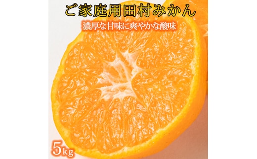 【先行予約】【ご家庭用訳あり】田村みかん ５ｋｇ◇｜ 有田 紀伊 ふるさと納税 ミカン 蜜柑 柑橘 果物 フルーツ 糖度 甘い 濃厚 コク ジューシー 先行予約 みかん 国産 産地直送 人気 美浜町
