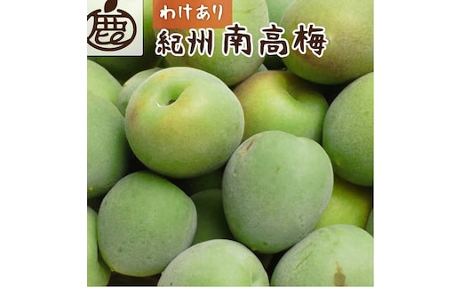 ＜6月発送＞ 家庭用 紀州南高梅(青梅)5kg+250g（傷み補償分）【朝摘み・とれたて直送便】【梅干し・梅酒・梅ジュース】【和歌山産】【わけあり・訳あり】