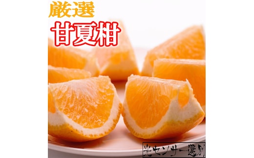 ＜4月より発送＞厳選 甘夏柑7.5kg+250g（傷み補償分）◇【初夏のみかん・旬の果物】【有田産】【光センサー食べ頃出荷】 ※北海道・沖縄・離島への配送不可 ※2026年4月上旬～5月下旬頃に順次発送予定