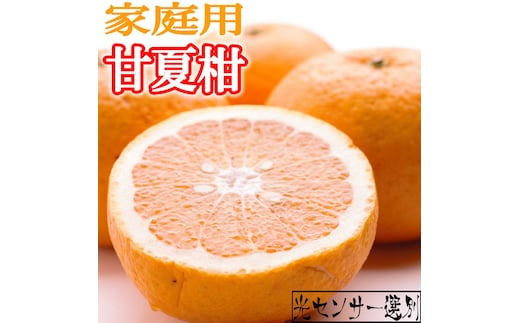 ＜4月より発送＞家庭用 甘夏柑2.5kg+250g（傷み補償分）◇【初夏のみかん・旬の果物】【有田産】【光センサー食べ頃出荷】【わけあり・訳あり】 ※北海道・沖縄・離島への配送不可 ※2026年4月上旬～5月下旬頃に順次発送予定