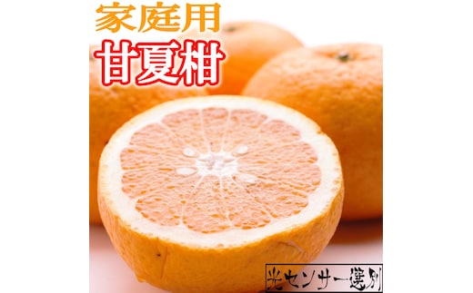 ＜4月より発送＞家庭用 甘夏柑5kg+250g（傷み補償分）◇【初夏のみかん・旬の果物】【有田産】【光センサー食べ頃出荷】【わけあり・訳あり】 ※北海道・沖縄・離島への配送不可 ※2026年4月上旬～5月下旬頃に順次発送予定