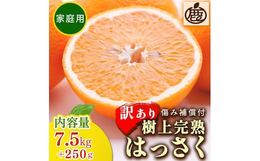 ＜4月より発送＞家庭用 樹上完熟はっさく7.5kg+250g（傷み補償分）有田の春みかん・五月八朔・さつきはっさく・木生りはっさく・きなりはっさく【光センサー選別】訳あり
