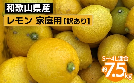 和歌山産 レモン 家庭用 7.5kg S～4L混合 【訳あり】 ※2026年1月中旬～3月下旬頃に順次発送予定 ※北海道・沖縄・離島への配送不可