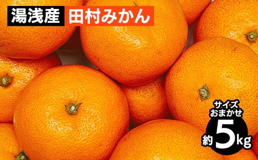 【先行予約】 田村みかん 5kg サイズおまかせ 和歌山 湯浅町 田村地区産