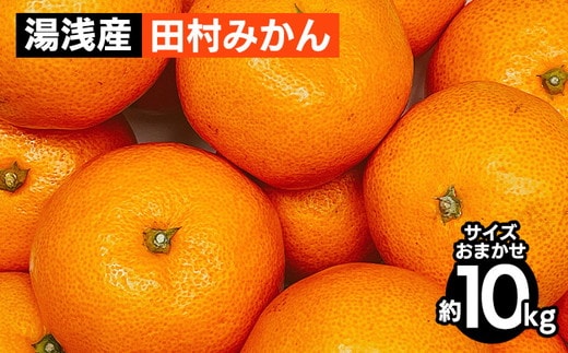 【先行予約】 田村みかん 10kg サイズおまかせ 和歌山 湯浅町 田村地区産