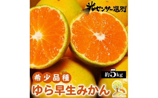 【先行予約】ゆら早生 みかん 濃厚な味わい 約5kg 希少品種《有機質肥料100％》極早生 ｜ 由良 ゆら 早生 わせ 柑橘 果物 くだもの フルーツ 和歌山 有田