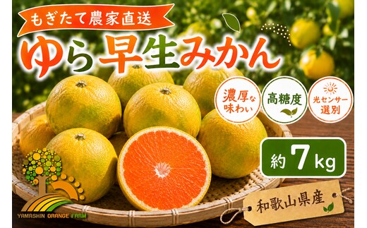 【先行予約】ゆら早生 みかん 濃厚な味わい 約7kg 希少品種《有機質肥料100％》極早生 ｜ 由良 ゆら 早生 わせ 柑橘 果物 くだもの フルーツ 和歌山 有田