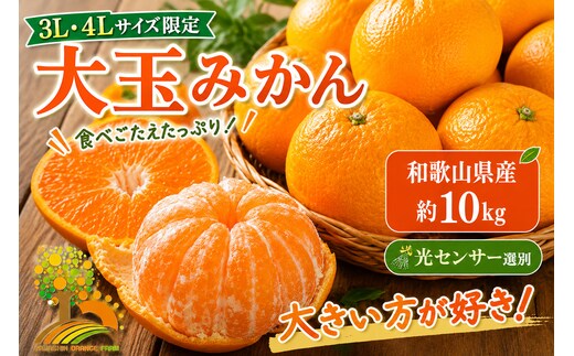 有田みかん 約10kg 大玉3L以上 有機質肥料100% ＼光センサー選別／ 農家直送 