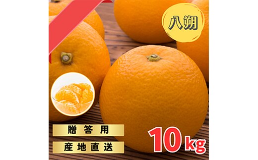 【先行予約】 贈答用 完熟 木なり ハッサク 10kg (M～2Lサイズ) | 八朔 旬 柑橘 フルーツ 果物 柑 産地直送 箱入 和歌山県