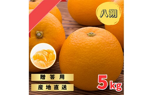 【先行予約】 贈答用 完熟 木なり ハッサク 5kg (M～2Lサイズ) | 八朔 旬 柑橘 フルーツ 果物 柑 産地直送 箱入 和歌山県