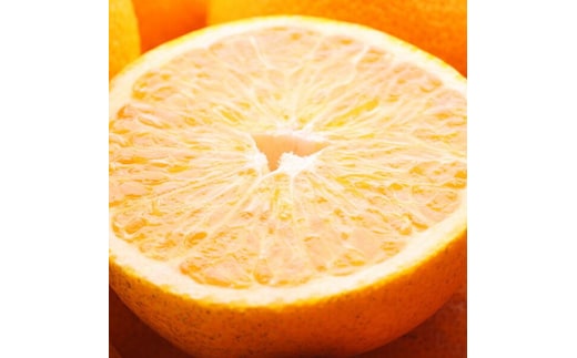 ＜4月より発送＞家庭用 樹上完熟はっさく1.5kg+250g（傷み補償分）【有田の春みかん・五月八朔・さつきはっさく・木生りはっさく・きなりはっさく】【光センサー選別】訳あり・わけあり