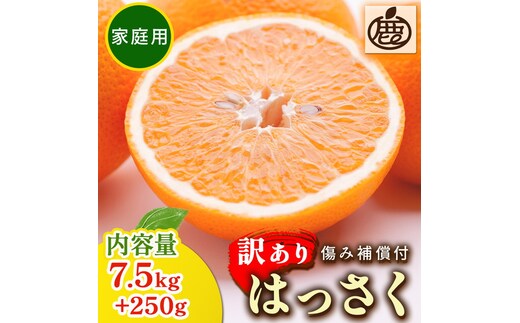 ＜1月より発送＞家庭用 はっさく7.5kg+250g（傷み補償分） ｜ 八朔みかん わけあり◇