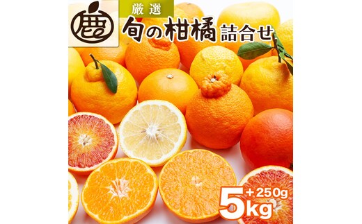 ＜1月より発送＞厳選 柑橘詰合せ5kg+250g（傷み補償分）◇【有田の春みかん詰め合わせ・フルーツ詰め合せ・オレンジつめあわせ】【光センサー選別】 ※北海道・沖縄・離島への配送不可 ※2026年1月上旬～4月下旬頃に順次発送予定