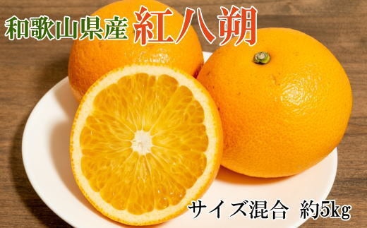 【希少品】和歌山県産紅八朔約5kg（サイズ混合） ※2026年1月下旬～2月中旬頃に順次発送予定