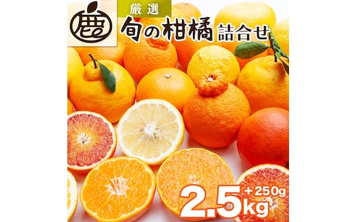 ＜1月より発送＞厳選 柑橘詰合せ2.5kg+250g（傷み補償分）◇【有田の春みかん詰め合わせ・フルーツ詰め合せ・オレンジつめあわせ】【光センサー選別】 ※北海道・沖縄・離島への配送不可 ※2026年1月上旬～4月下旬頃に順次発送予定