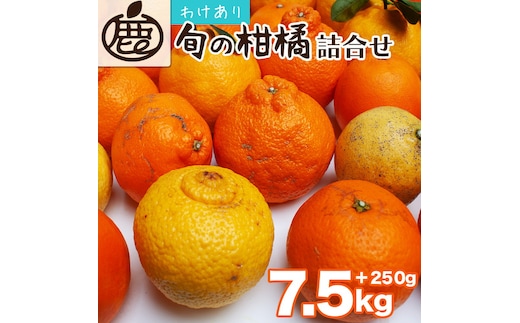 ＜1月より発送＞家庭用 柑橘詰合せ7.5kg+250g（傷み補償分）◇【訳あり・わけあり】【有田の春みかん詰め合わせ・フルーツ詰め合せ・オレンジつめあわせ】【光センサー選別】