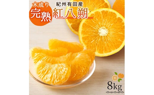 紀州有田産木成り完熟紅八朔8kg