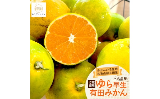 【先行予約】【秋の美味】【農家直送】ゆら早生有田みかん（ご家庭用）1.2kg(1kg+200g(傷み補償分)) ふるさと納税 みかん