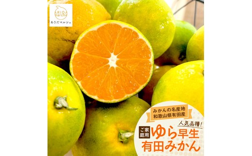 【先行予約】【秋の美味】【農家直送】ゆら早生有田みかん（ご家庭用）10.2kg(10kg+200g(傷み補償分)) ふるさと納税 みかん