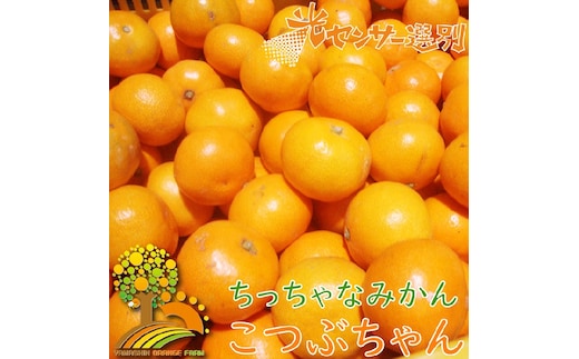 ちっちゃな 有田みかん こつぶみかん 5kg （3S～2Sサイズ混合）| 小粒 光センサー選別 温州みかん みかん 柑橘 果物 くだもの フルーツ