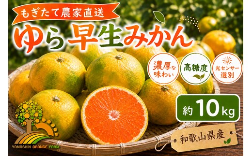 【先行予約】ゆら早生 みかん 濃厚な味わい 約10kg 希少品種《有機質肥料100％》極早生 ｜ 由良 ゆら 早生 わせ 柑橘 果物 くだもの フルーツ 和歌山 有田