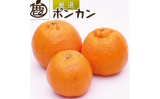 ＜1月より発送＞厳選 ポンカン7.5kg+250g（傷み補償分）