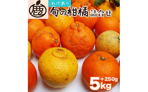 ＜1月より発送＞家庭用 柑橘詰合せ5kg+250g（傷み補償分）◇【訳あり・わけあり】【有田の春みかん詰め合わせ・フルーツ詰め合せ・オレンジつめあわせ】【光センサー選別】 ※北海道・沖縄・離島への配送不可 ※2026年1月上旬～4月下旬頃に順次発送予定