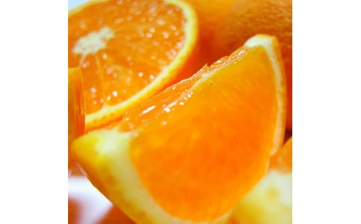 【先行予約】【春の美味】【農家直送】濃厚清見オレンジ（ご家庭用）約1.1kg(1kg+100g(痛み補償分)) ※2026年2月下旬～3月下旬頃に順次発送予定 ※北海道・沖縄・離島への配送不可