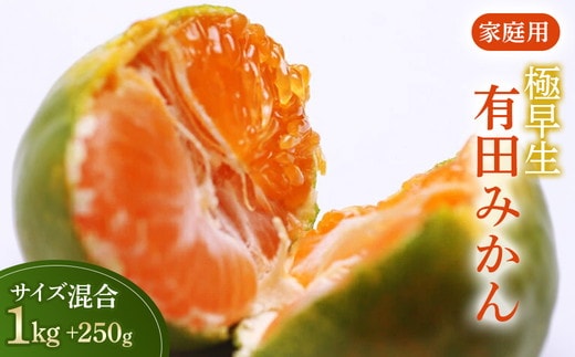家庭用 極早生有田みかん1kg+250g（傷み補償分）【希少な新品種YN26】【菊みかん入り】◇