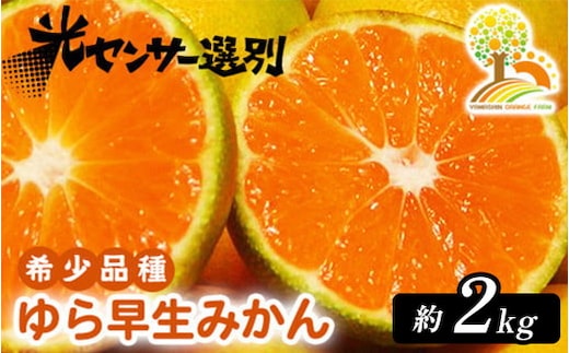 【先行予約】ゆら早生 みかん 濃厚な味わい 約2kg 希少品種《有機質肥料100％》極早生 ｜ 由良 ゆら 早生 わせ 柑橘 果物 くだもの フルーツ 和歌山 有田