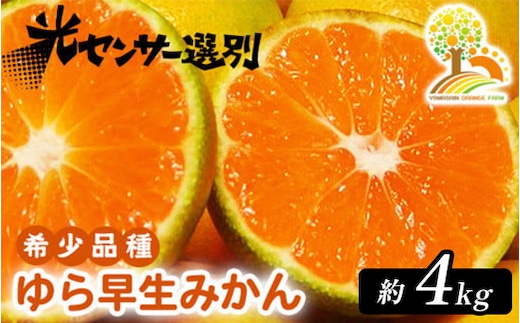 【先行予約】ゆら早生 みかん 濃厚な味わい 約4kg 希少品種《有機質肥料100％》極早生 ｜ 由良 ゆら 早生 わせ 柑橘 果物 くだもの フルーツ 和歌山 有田