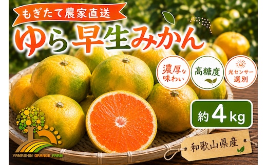 【先行予約】ゆら早生 みかん 濃厚な味わい 約4kg 希少品種《有機質肥料100％》極早生 ｜ 由良 ゆら 早生 わせ 柑橘 果物 くだもの フルーツ 和歌山 有田