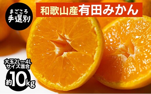 【先行予約】 有田みかん 10kg 大玉 2L～4L サイズ混合 和歌山県産