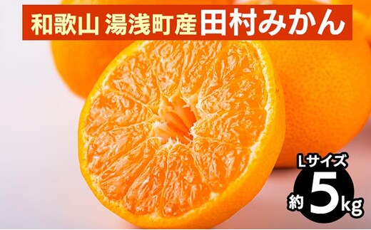 【先行予約】 田村みかん 約5kg 【Lサイズ】 和歌山県 湯浅町 田村地区産