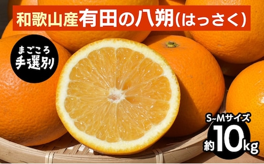 【まごころ手選別】有田のはっさく【八朔】約10kg S～Mサイズ ※2026年1月上旬～3月下旬頃に順次発送予定