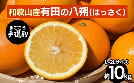 【まごころ手選別】有田のはっさく【八朔】約10kg L～2Lサイズ ※2026年1月上旬～3月下旬頃に順次発送予定