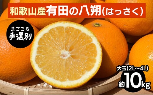 【まごころ手選別】有田のはっさく【八朔】10kg大玉(2L～4L) ※2026年1月上旬～3月下旬頃に順次発送予定